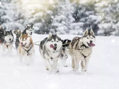 auberge-des-glieres-chien-traineau